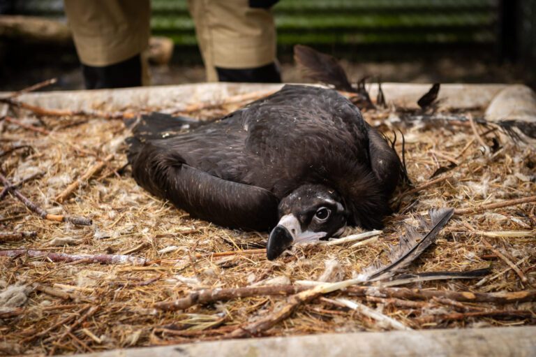 ZOO Planckendael has released young black vultures into the wild for the third time in its capacity as the coordinator of the European breeding programme for these endangered species of vultures. The zoo is currently carrying some conversations with the wildlife of Bulgaria in Mechelen after France and Spain