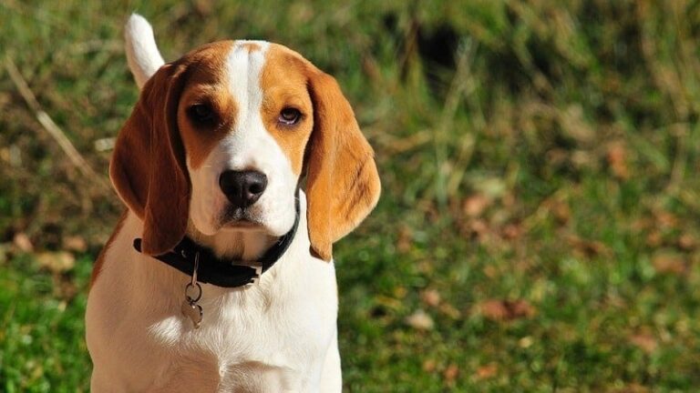 On January 27, a dog was discovered brutally killed in the city. The District Administration - Dryanovo was immediately alerted, and full assistance will be provided during the investigation to identify the perpetrator