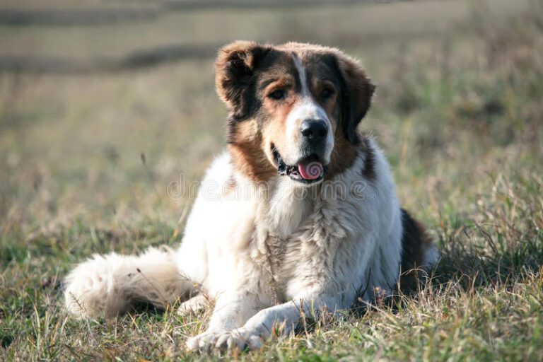 According to the law, you must register your dog if you live in Bulgaria. The registration of dogs will be continued till March 31. Neuter dogs are exempt from an annual fee. This year, the charitable organisation Streets hearts BG will continue the joint campaign with the Municipality of Dryanovo to humanely reduce the number of stray dogs in the Municipality