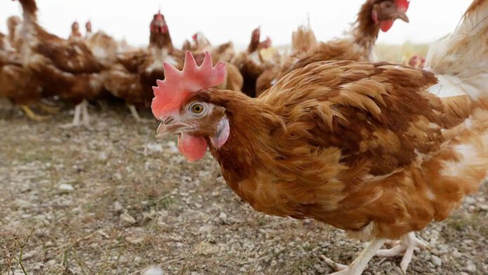 The Municipality of Dryanovo informs the residents that in a breeding facility for raising chickens lying on the land of the town of the fatty, the community Veliko Tarnovo has been declared a primary outbreak of influenza A (flu)