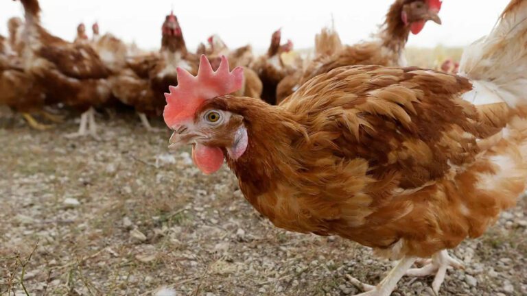 The Municipality of Dryanovo informs the residents that in a breeding facility for raising chickens lying on the land of the town of the fatty, the community Veliko Tarnovo has been declared a primary outbreak of influenza A (flu)