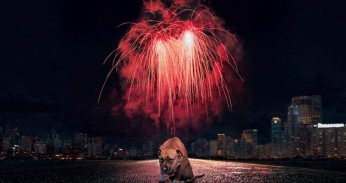 FOUR PAWS, a leading international animal protection organization, is spearheading a crucial campaign to shed light on the detrimental impact of fireworks on animals