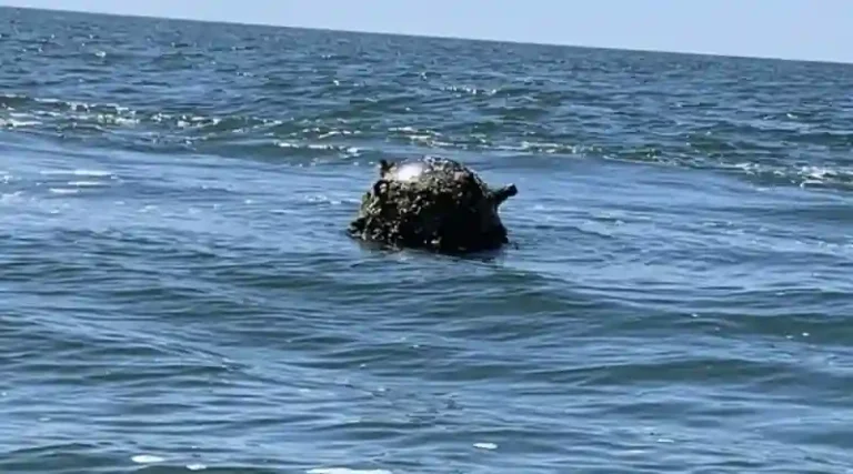 Upon receiving the report, the minesweeper Struma was swiftly dispatched to the designated area to assess and neutralize the threat