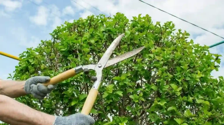 Tree trimming on "Copy" Street from 9:00 AM to 3:00 PM prepares for bus route diversion, minimizing disruptions during peak hours