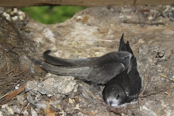 The shocking discovery came when local residents alerted the authorities on January 1, 2025, reporting large numbers of deceased birds in the vicinity