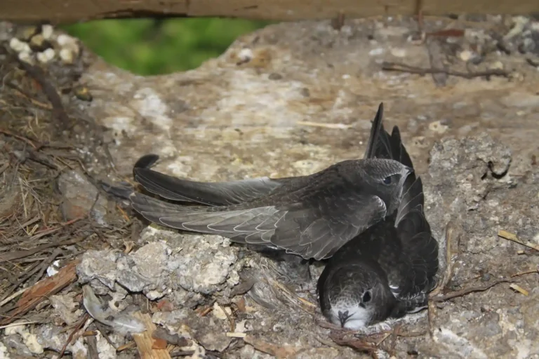The shocking discovery came when local residents alerted the authorities on January 1, 2025, reporting large numbers of deceased birds in the vicinity