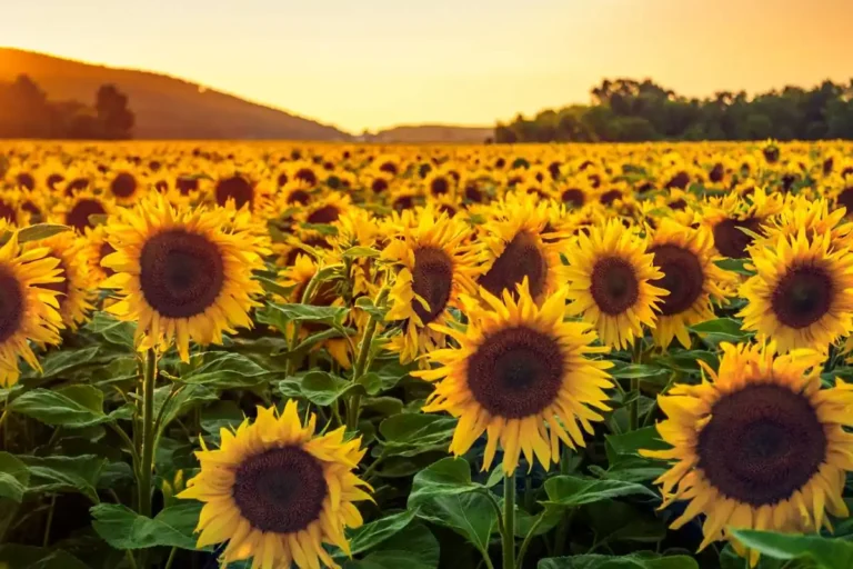 According to the Association of Sunflower Oil Producers, numerous processing plants across the country have already ceased operations