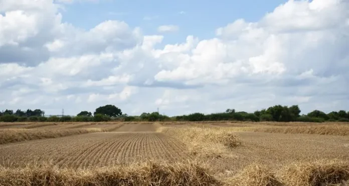 Parched fields in northwest Bulgaria reflect severe drought conditions in June 2025, with record heat and depleted soil moisture reserves
