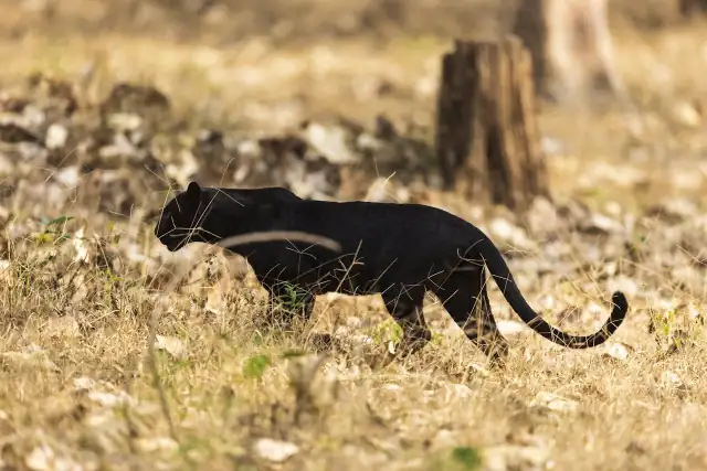 The animal, believed to be a black panther, prompted authorities to impose a full visitor ban and tighten access across the region