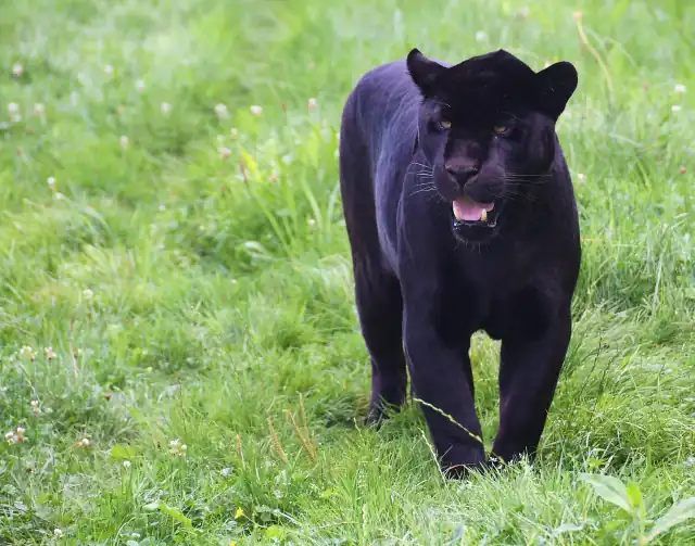 Police patrols were dispatched near Tutrakan after reports of a black leopard sighting, sparking heightened public concern across the Silistra region Police patrols were dispatched near Tutrakan after reports of a black leopard sighting, sparking heightened public concern across the Silistra region