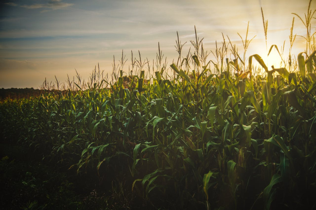 Bulgaria’s grain exports slump as war disruptions and weaker prices hit corn hardest, while sunflower seeds show modest resilience in 2025